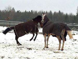 Winterdecke Pferd
